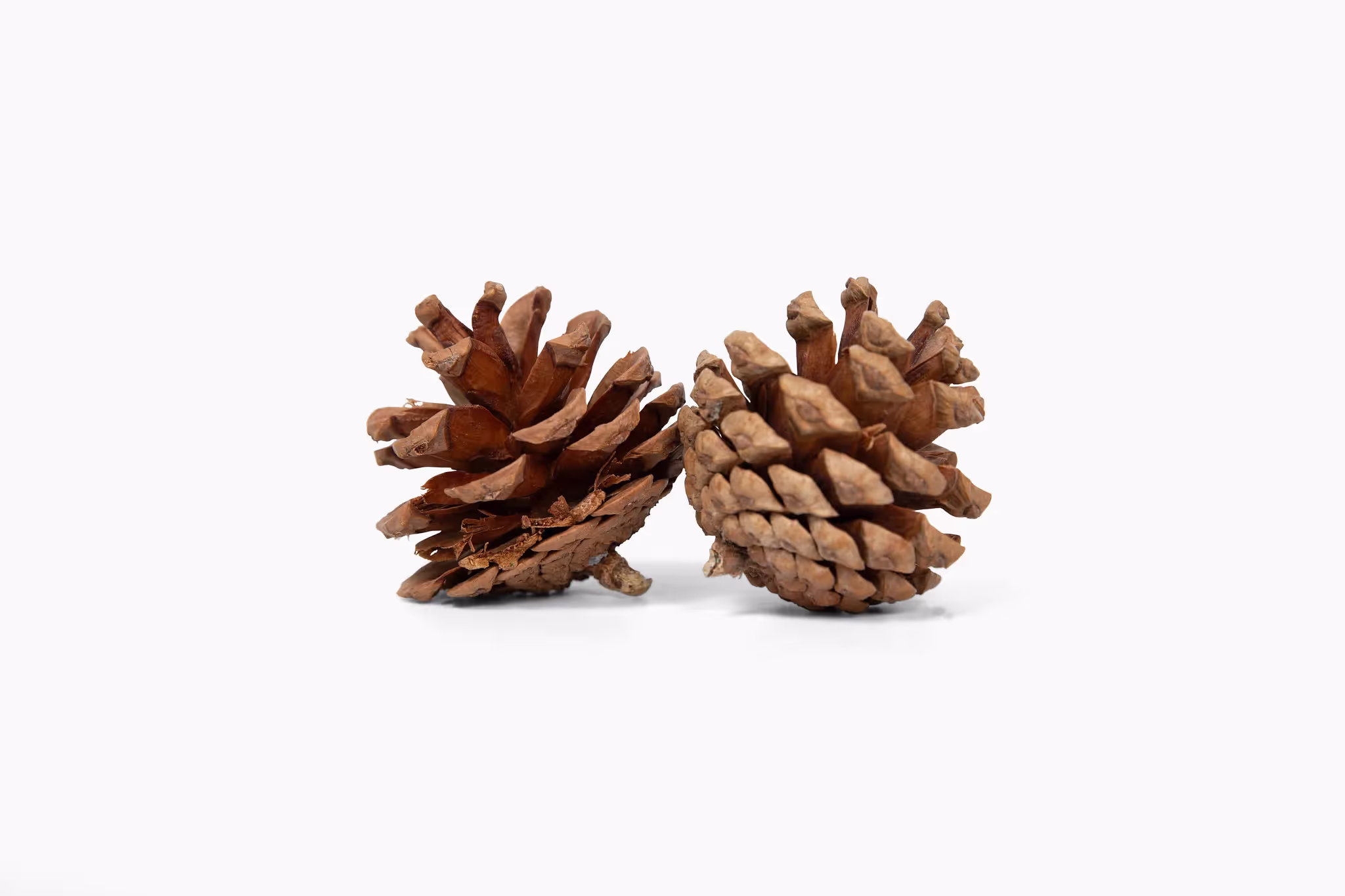 Pine Cones